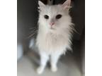 Adopt Frosty a Domestic Long Hair