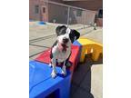 Adopt Chaz Michael Michaels a Pit Bull Terrier, Mixed Breed