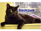 Adopt BLACK JACK a Domestic Short Hair