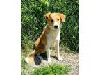 Adopt Peaches (6268) a Labrador Retriever
