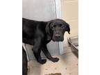 Adopt Rio 123561 a Labrador Retriever