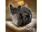 Adopt Bugsy 122990 a Domestic Short Hair