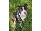 Adopt Ricky a Pit Bull Terrier, Mixed Breed