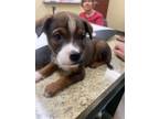 Adopt Doc a Mixed Breed
