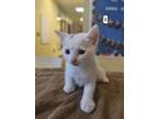 Adopt Tau a Domestic Short Hair