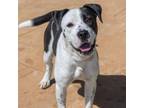 Adopt BALSAMIC a Pit Bull Terrier, Mixed Breed