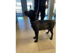 Adopt SPYRO a Pit Bull Terrier, Mixed Breed