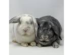 Adopt Lane (and Dakota) a Bunny Rabbit