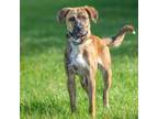 Adopt REESE a German Shepherd Dog, Mixed Breed