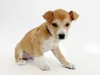Adopt LIONEL a Terrier