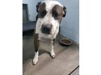 Adopt Remo a Pit Bull Terrier, Hound