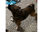 Adopt Dannie a Pug, Smooth Fox Terrier