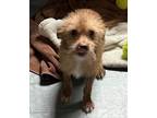 Adopt Tommy a Cairn Terrier, Wirehaired Terrier