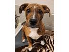 Adopt BULLWINKLE a Pit Bull Terrier, Mixed Breed