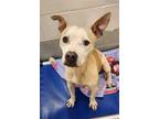 Adopt ELLISON a Pit Bull Terrier, Mixed Breed