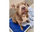 Adopt HAMISH a Pit Bull Terrier
