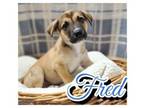 Adopt Fred a Shepherd, Mixed Breed