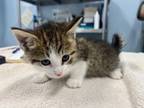 Adopt Squiggle a Domestic Short Hair