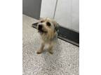 Adopt 56083564 a Terrier, Mixed Breed