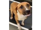 Adopt A410889 a Pit Bull Terrier, Mixed Breed