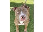 Adopt BUBBA a Pit Bull Terrier