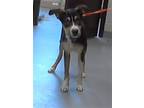 Adopt A410710 a Treeing Walker Coonhound