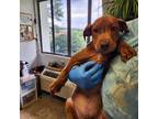 Adopt RAVIOLI a Plott Hound, American Staffordshire Terrier