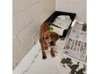 Adopt ZITI a Plott Hound, American Staffordshire Terrier