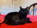 Adopt Zazu24 a Domestic Medium Hair