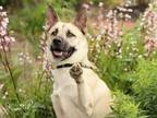 Adopt DUKE a German Shepherd Dog, Mixed Breed