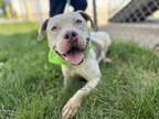 Adopt Frank Sinatra a Pit Bull Terrier