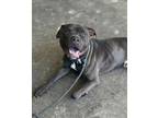 Adopt Sergio a Pit Bull Terrier
