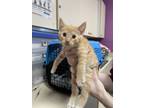 Adopt Gibby a Domestic Short Hair