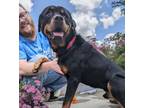 Adopt Toretto a Rottweiler, Mixed Breed