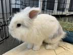 Adopt SIMBA a Bunny Rabbit