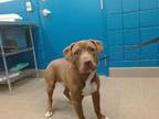 Adopt COCO a Pit Bull Terrier, Mixed Breed