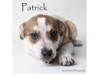 Adopt Patrick a Australian Cattle Dog / Blue Heeler, Mixed Breed