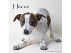 Adopt Hector a Australian Cattle Dog / Blue Heeler, Mixed Breed
