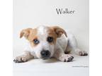 Adopt Walker a Australian Cattle Dog / Blue Heeler, Mixed Breed