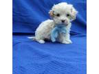 Maltipoo Puppy for sale in Whittier, CA, USA