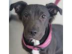 Adopt Piggly a Mixed Breed