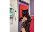 Adopt Biscuit a Domestic Short Hair