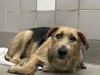 Adopt DENNIS a Airedale Terrier, Mixed Breed