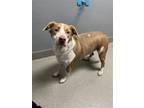 Adopt CATALYST a Pit Bull Terrier