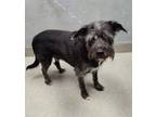 Adopt MILO a Giant Schnauzer, Mixed Breed