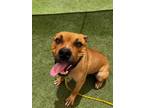 Adopt DIEGO a Pit Bull Terrier