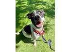 Adopt ADONIS a Pit Bull Terrier