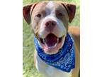 Adopt GREEDY a Pit Bull Terrier