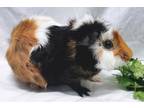 Adopt Merino a Guinea Pig
