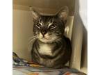 Adopt Simba a Domestic Short Hair